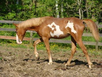 He's Ebony And Ivory X Rhythm Master's Lady 2010 Filly Moon's Painted Delight Congrats to Kimberly Carter of Lancaster, KY on this fine gorgeous girl!!
