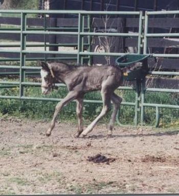 Prides Golden Masterpiece X Fancy Blue Devil 2001 colt. Prides Fancy Senator He was going to be standing at stud in Bardstown, but contracted West Nile Virus and died fall of 2002.
