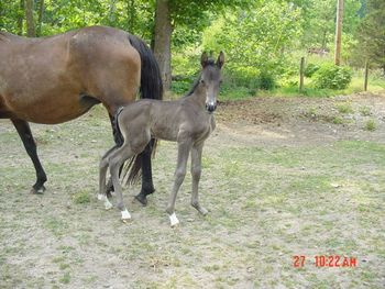 Mack's Orphan X Threat Supreme Dream 2007 filly, Mack's Elegant Threat Congrats, to the Caddell family of Bonneau, SC!
