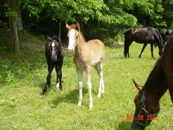 Mack's Orphan X Eb's Midnight Baby 2007 filly, Mack's Ebony Baby Congratulations to the Puryear family of Hardyville, KY!
