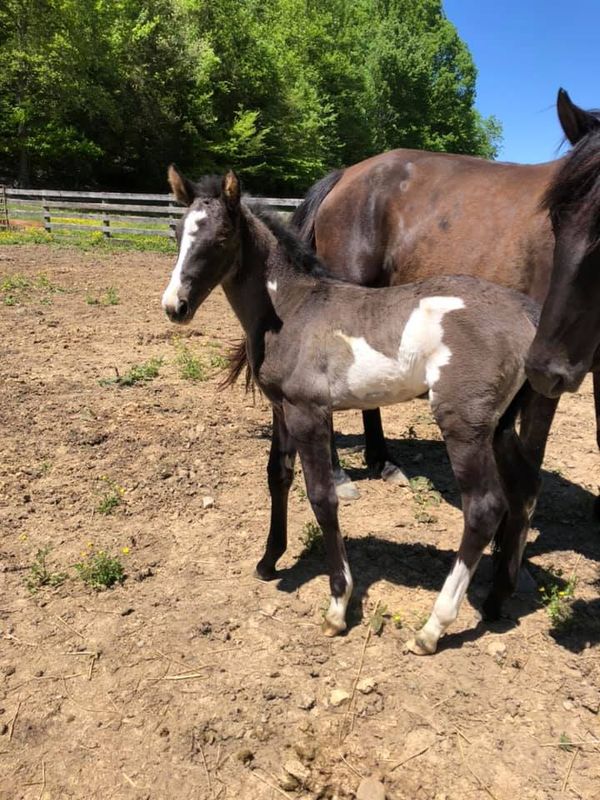 He's Ebony And Ivory X SCF Merry Boy's Dream
Black Frame Overo Filly Foaled 4-28
Sold Thanks Lotz family of TN
