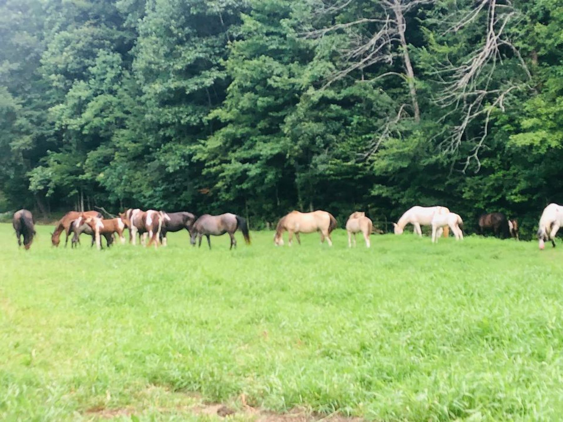 Stoner Creek Walkers - FAMOUS TWH STALLIONS