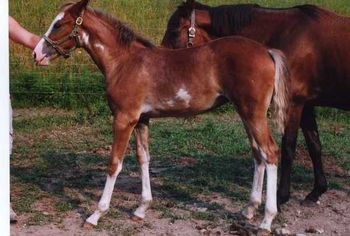 Chance Splash Of Gold X Threat Supreme Dream 2002 filly, Threat's Chance To Dream. Tammy Hess of Campbellsville, KY.
