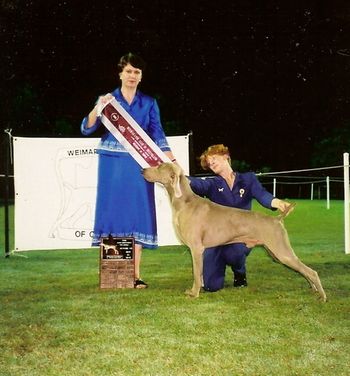 Lois judging the Weimaraner Club of QLD Specialty
