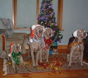 Xmas time. Flynne, Vader, Grayce and Rumour

