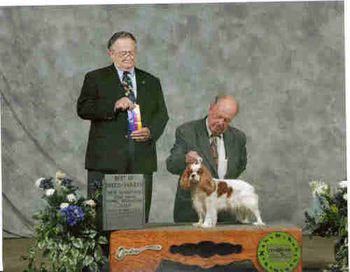 AKC Champion Always a Sailors Girl, multiple Best of Breed winner, heart and eye clear at 5 years old. Brandy is a lovely girl. Her father is from the well known Amantra Kennel in the UK
