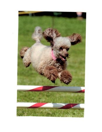 "Heidi" - performing in her Agility Trials.

