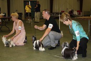 Sidnee won Best of Breed in Orlando and went on to Win Group 1

