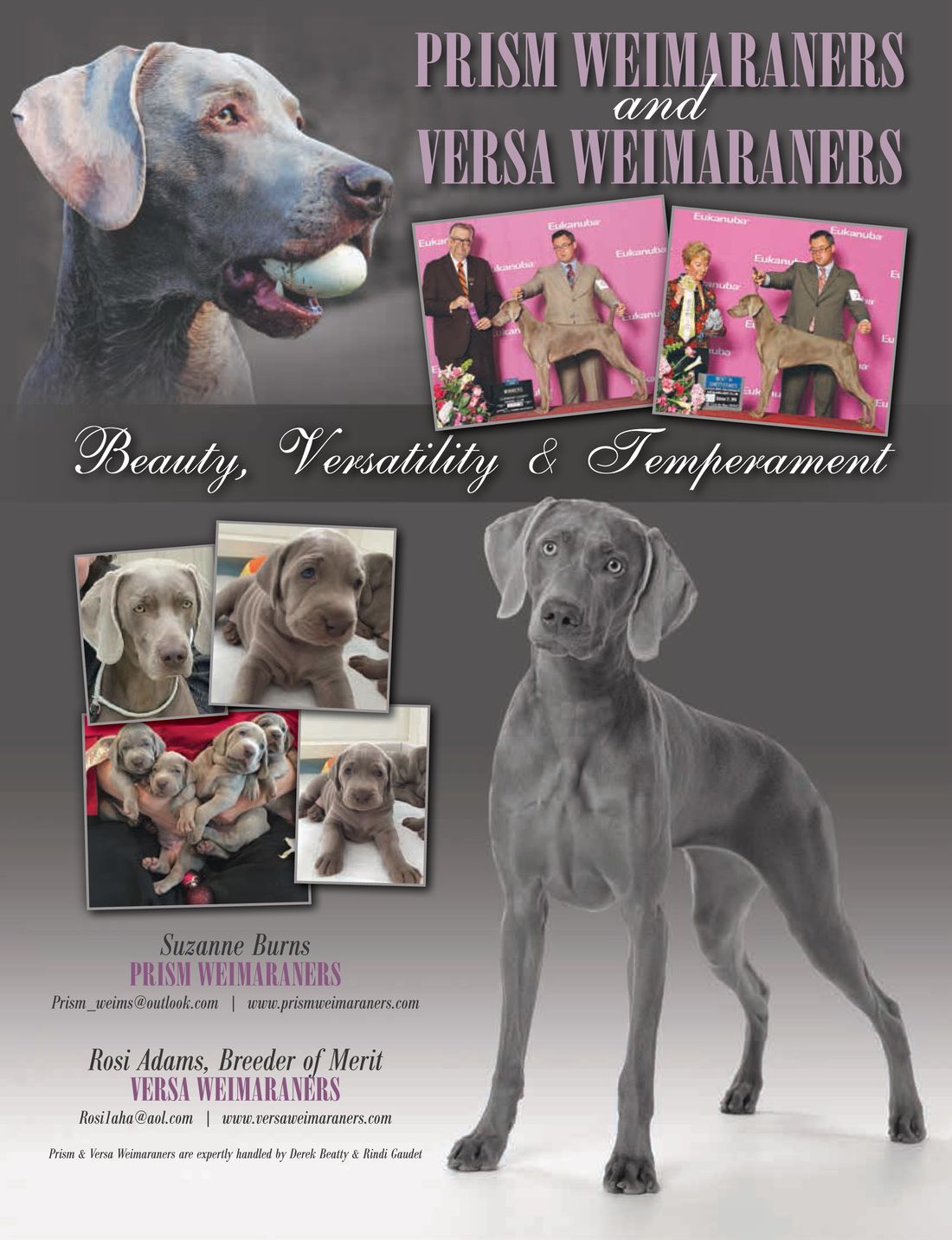 eukanuba weimaraner
