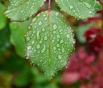 Rain on Rose Leaf
