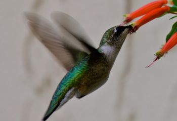 Feeding Hummingbird
