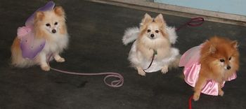 Gracie, Buttercup and Sable
