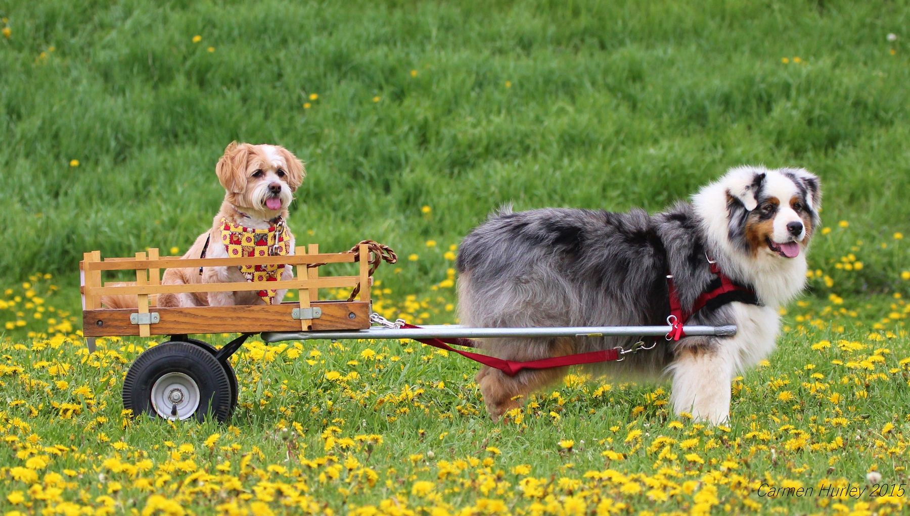 Good Dog Center Training