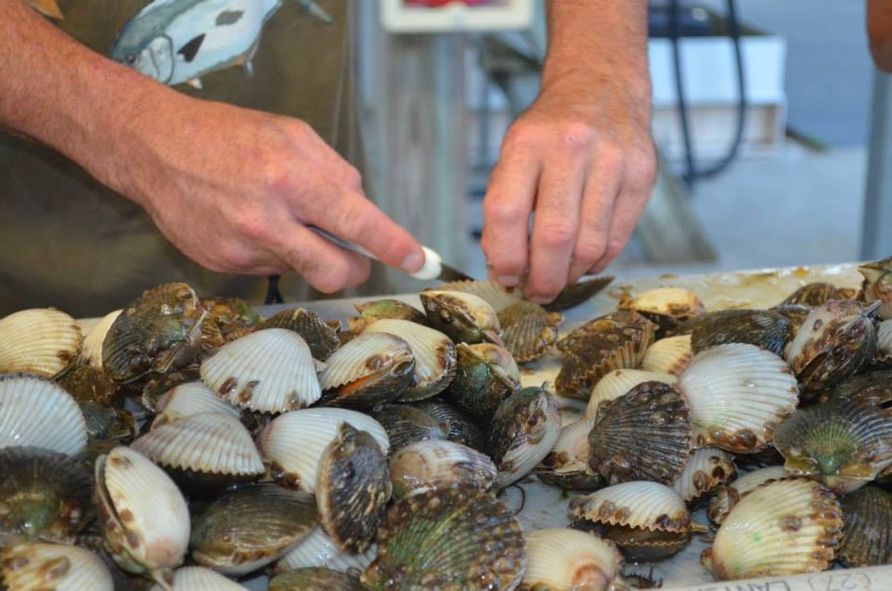 Steinhatchee Scalloping Charters Trips