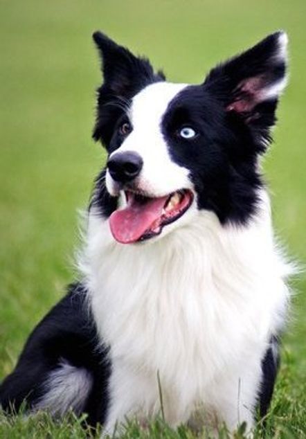 are border collies sport dogs