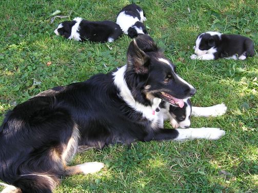 are border collies sport dogs