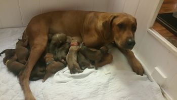 Day 1 post delivery The whole gang! 11 puppies 6 girls 5 boys
