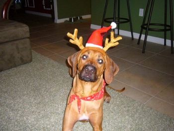 Mayzi's first Christmas!! cute little reindeer

