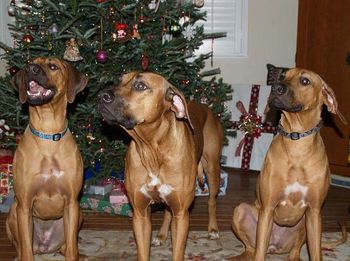 Left to right Roxy, Lilly and Mayzi Christmas Eve 2008
