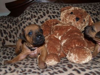 Roxy when she was a baby
