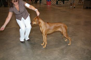 TuckerRidge Bold & Spicy of Regal CGC JC in Fort Myers FL My dad took this photo waiting ring side.
