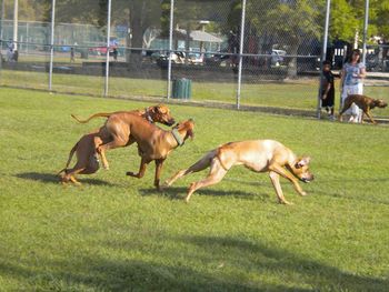 Lilly and her pups at 22 mos. old running the field. Roxy, Mayzi, Nixie and their mom Lilly
