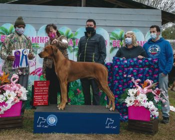 Roland 1st Champion out of  Joon/General litter 2018 Handled by his breeder Stacey
