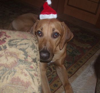 Here is Cooper getting ready for his first Christmas 6 mos old this was blue boy.

