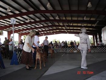 Winning her first point at her first show, Zolfo Springs FL
