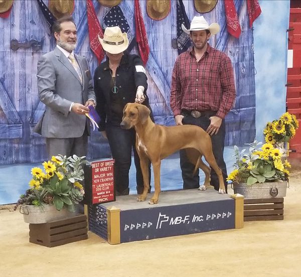 CH TuckerRidge Worth Every Penny call name Penny at the tender age of 13 months Winning her Championship with her 4th Major and winning 2nd time Winning Best of Breed in Davie FL March 3rd 2018.  Penny is our newest member to our Ridgback family, from the Sonny / Joon litter 2017. So Proud of this girl!