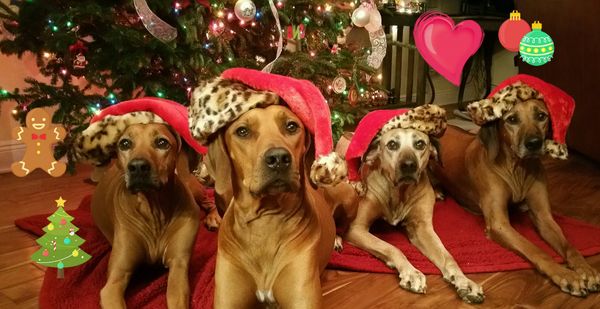 CHRISTMAS 2016
FROM OUR HOME TO YOURS MERRY CHRISTMAS TO ALL!
left to Right Pepper, Joon, Lilly & Roxy