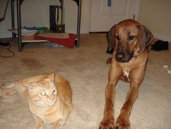 Here is orange girl, Kona at one year old with her buddy
