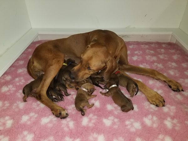 Joon & General pups 2018 little bugs
Born November 4, 2018
11 pups 7 girls and 4 boys. Were thrilled.