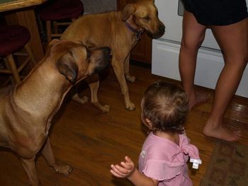 Lilly and our pet mixed breed Sadie with babies looking for a hand out
