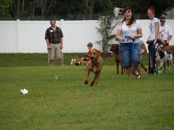 More lure coursing
