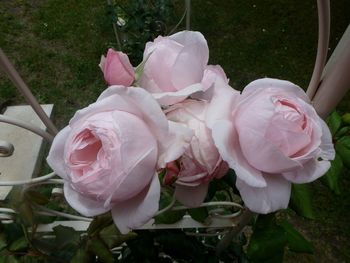 My climbing rose Nahema - looking & smelling beautiful !
