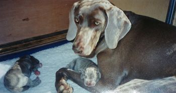 With her one & only litter of 3 Lazer puppies - 1995..

