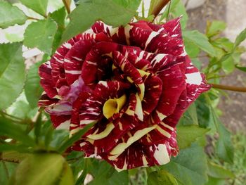 Abracadabra - a striking red & yellow striped rose...
