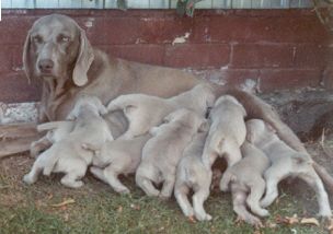 Callie & her 9 beautiful babies...1985
