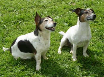 A pair of very attentive Jack Russells..
