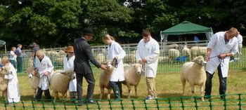 Sheep judging...
