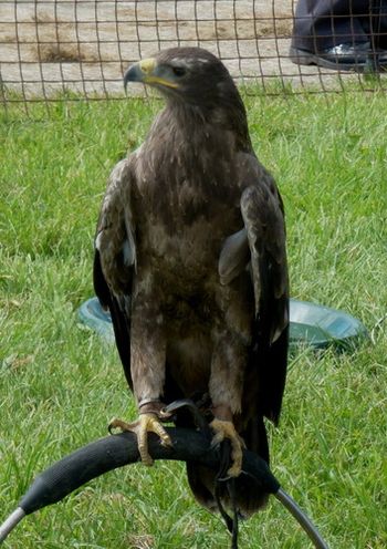 One of the birds of prey on display...
