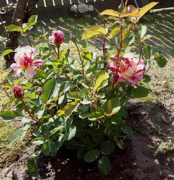 Maurice Utrillo - Variegated rose with lovely lemony perfume...
