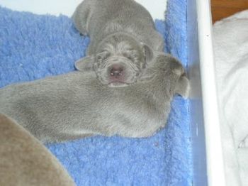 Piper puppies - May 2004...
