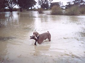 A young Stan with his first water retrieve...

