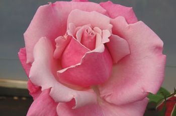 Heaven Scent..As the name suggests, it has a strong, classic damask Rose fragrance... Blooms average 11cm across.
