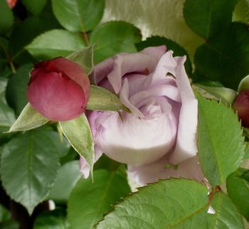 The Lagerfeld rose is named after the designer Karl Lagerfeld and was introduced in 1986. This grandiflora hybrid features lavender rosebuds that fade to silvery lavender when the flowers open.
