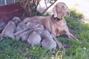 Callie (Grauhund Hi Calypso) & her babies in her favourite spot under the rosebush...
