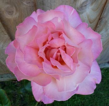 Grand Siecle - large, open flowers of palest pink...
