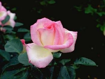 Princess De Monaco - Soft cream and pink blooms - slight perfume...
